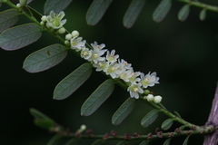 Phyllanthus polyphyllus